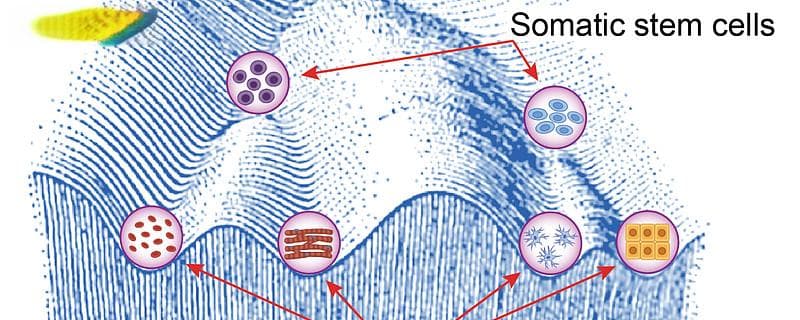 云舟生物联合芝加哥大学研究团队，突破性研究揭示多细胞生命的奥秘