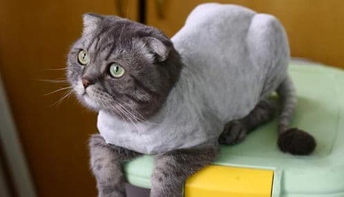 猫咪毛发护理：从梳子选择到日常护理的全方位指南