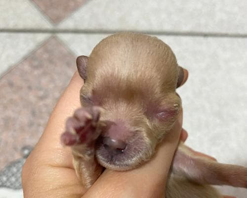 狗眼睛肿了怎么办？全面解析犬类眼部问题的成因与应对方案