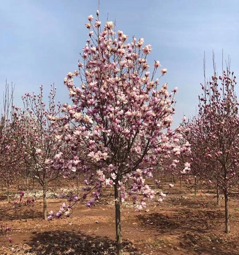 家里可以种白玉兰树吗？（白玉兰树的种植和养护详解）