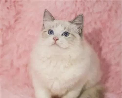 猫咪分娩的全面指南：如何为你的猫咪提供生育环境与护理
