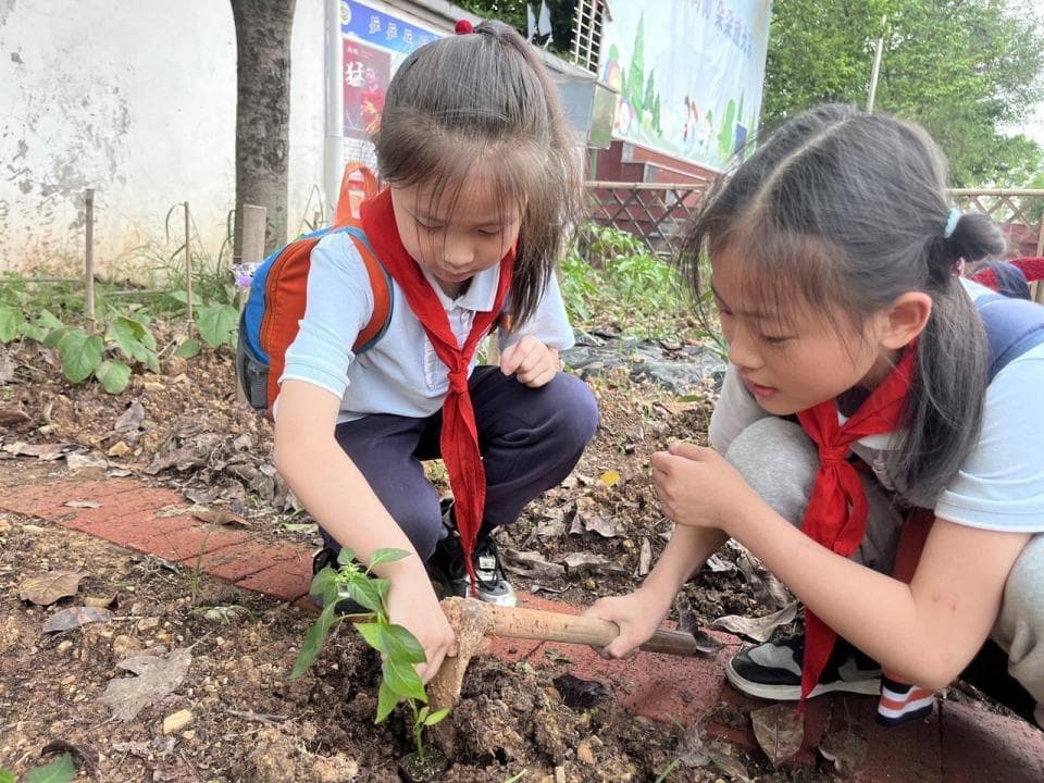 孩子们在乐耕园里探学，观察植物如何生长