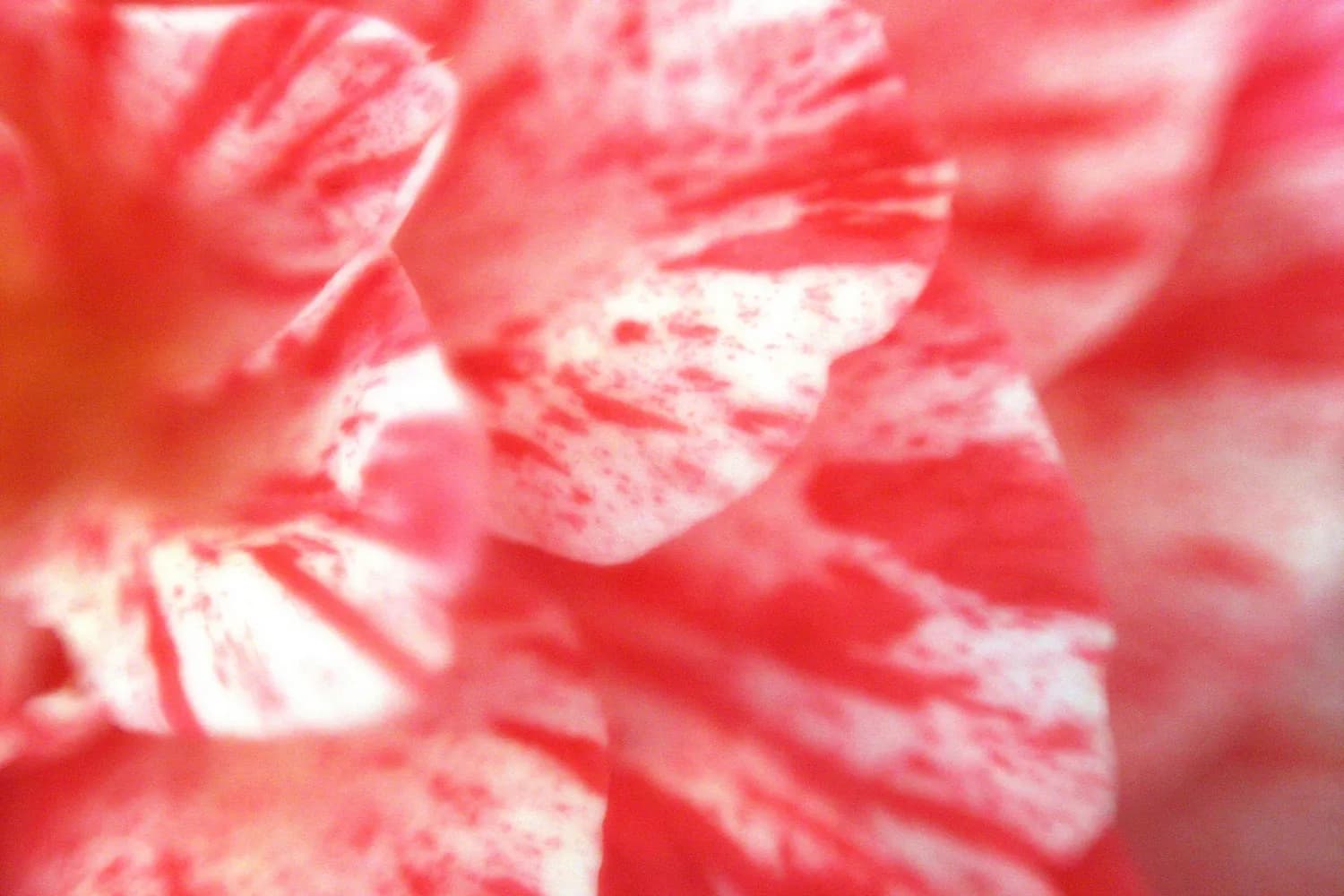 南宋院体花鸟画里的诗意美