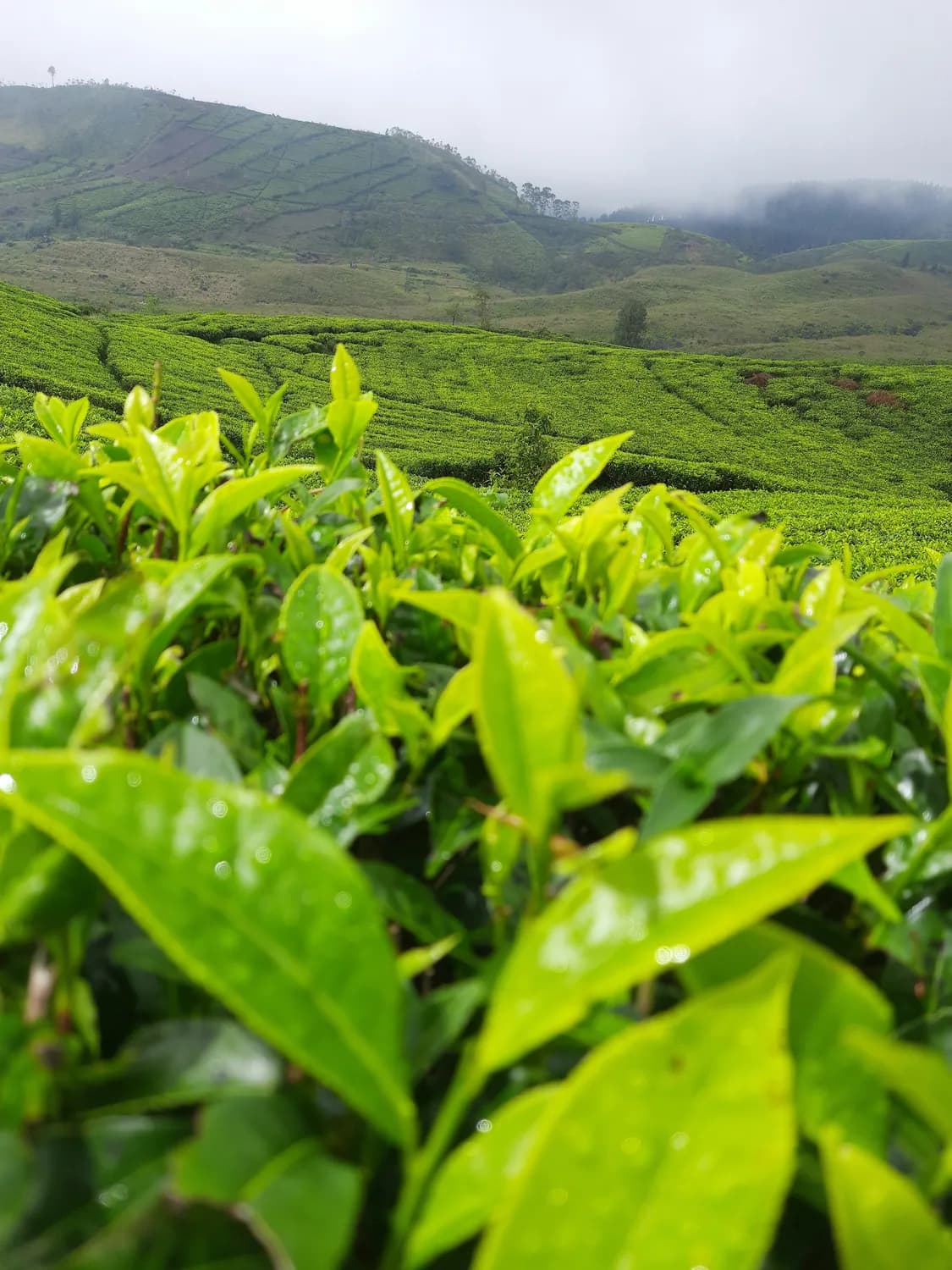 张家界特产：莓茶与藤茶的生长秘境与独特魅力