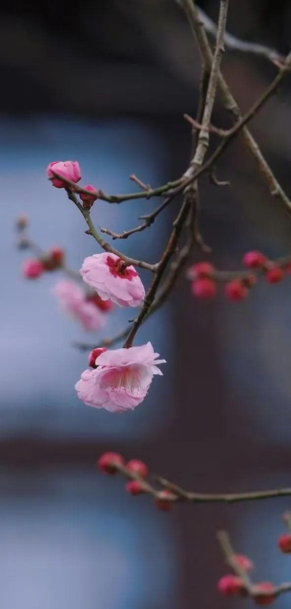 南京梅花已开成这样，这些赏梅胜地不容错过