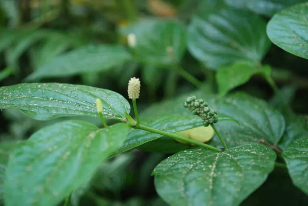 荜茇：一种温中散寒的中药材