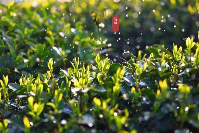 一篇文章让你读懂西湖龙井