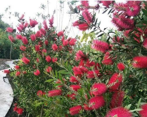 花千层花的多重象征意义：从美丽到文化传承
