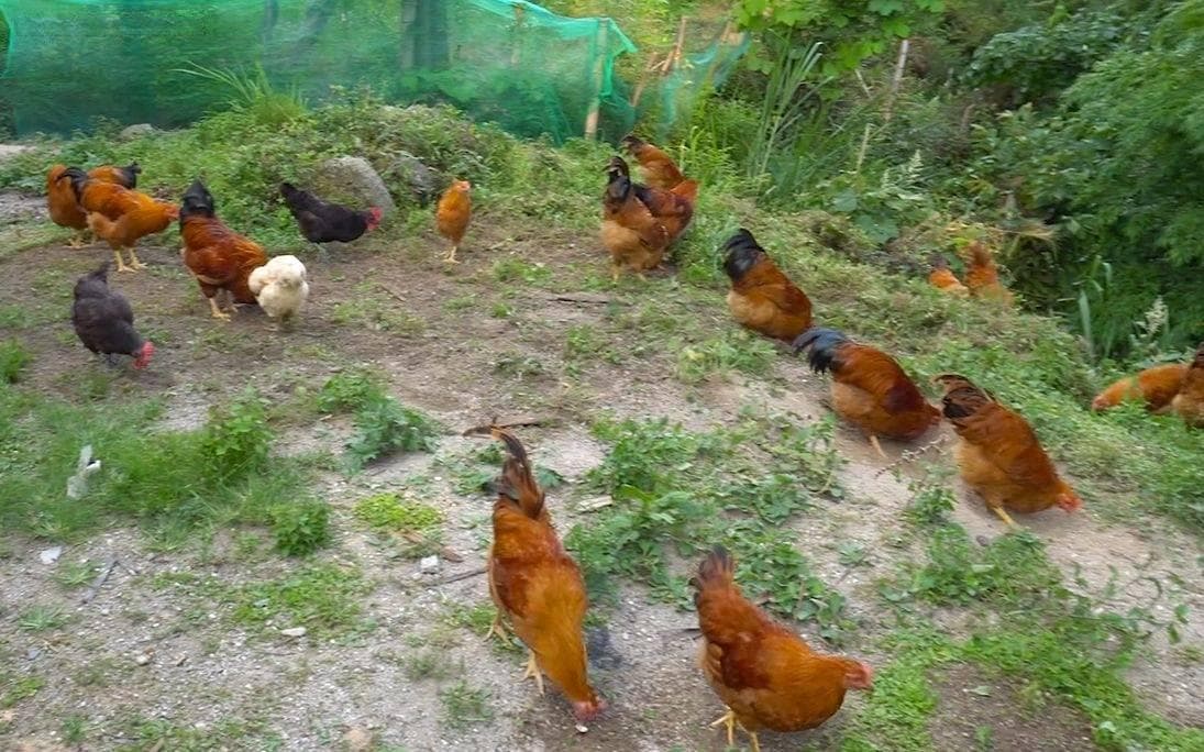 土霉素治疗鸡什么病最佳