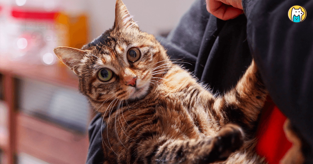 猫咪体重变轻、行为改变可能是癌症警讯 出现这些症状要及早就医