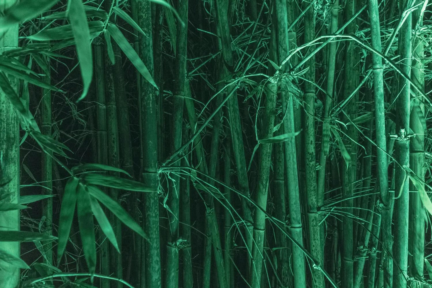 蜀南竹海自驾游攻略：乐山到宜宾必打卡！