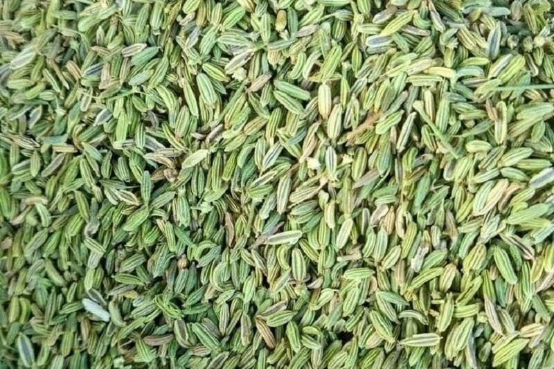 养生必备！小茴香的全面功效与作用大公开！