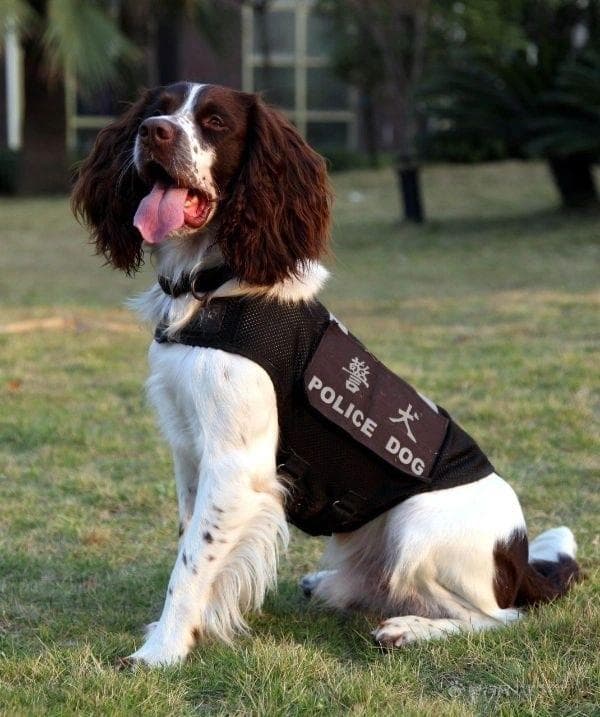 善用敏锐的嗅觉：缉毒犬在打击毒品犯罪中发挥关键作用