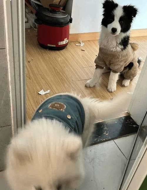 15个简单的方法帮助你的狗狗变得更聪明