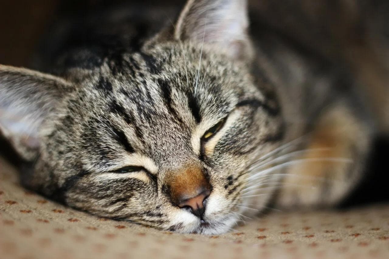 猫不吃不喝怎么办？可能的原因以及处理方法