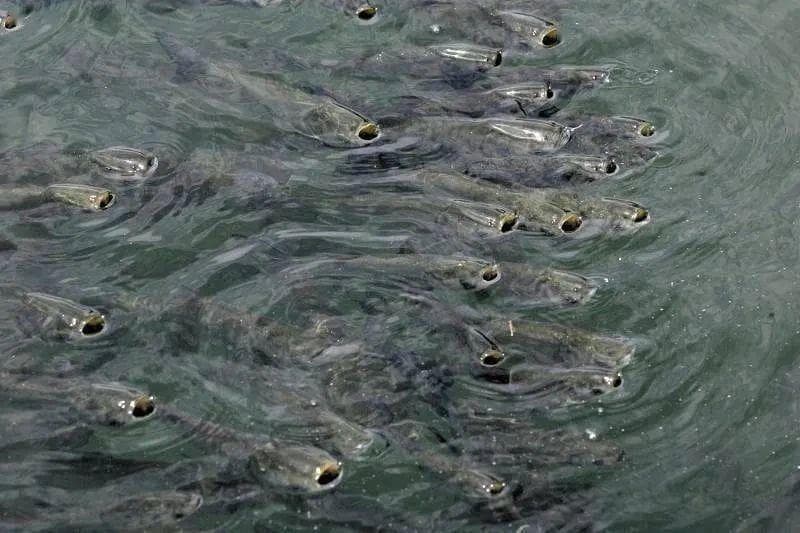 养殖鱼类缺氧浮头的应对思路