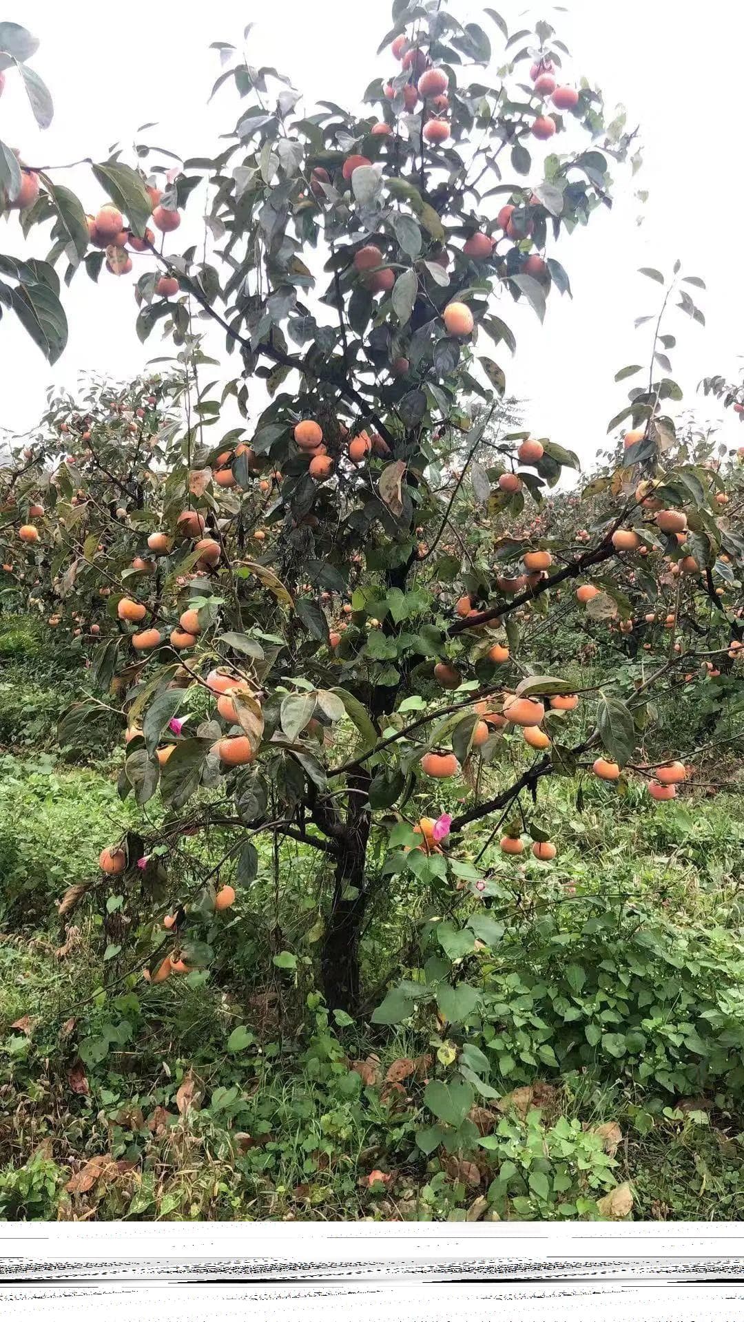 出人意料，柿子原来还可以这样吃