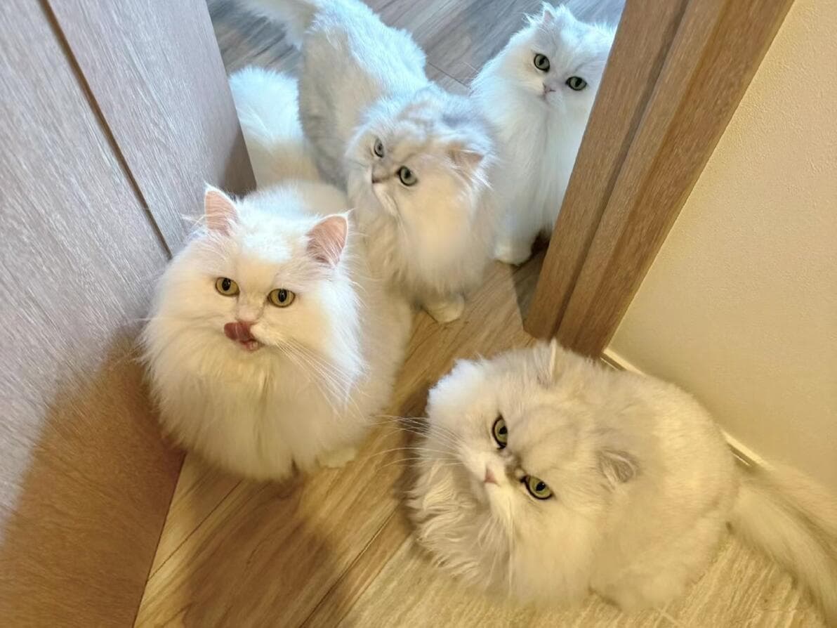金吉拉猫：猫界“人造公主”的前世今生