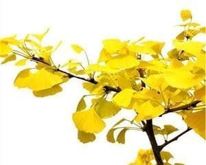 银杏——生命的力量（银杏树的象征意义及其传承）