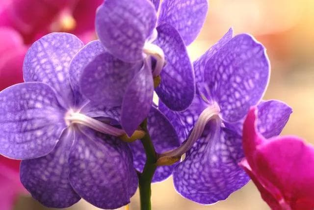 紫色花有哪些？鉴赏十八种常见的紫色花卉，看看见过几种？