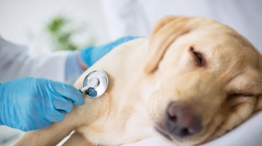 贵宾犬吐黄水怎么办（养狗必备：贵宾犬健康护理指南）