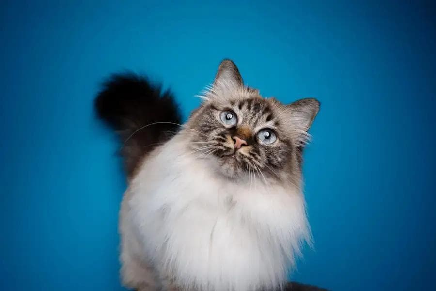 研究揭示：最长寿的猫是它俩