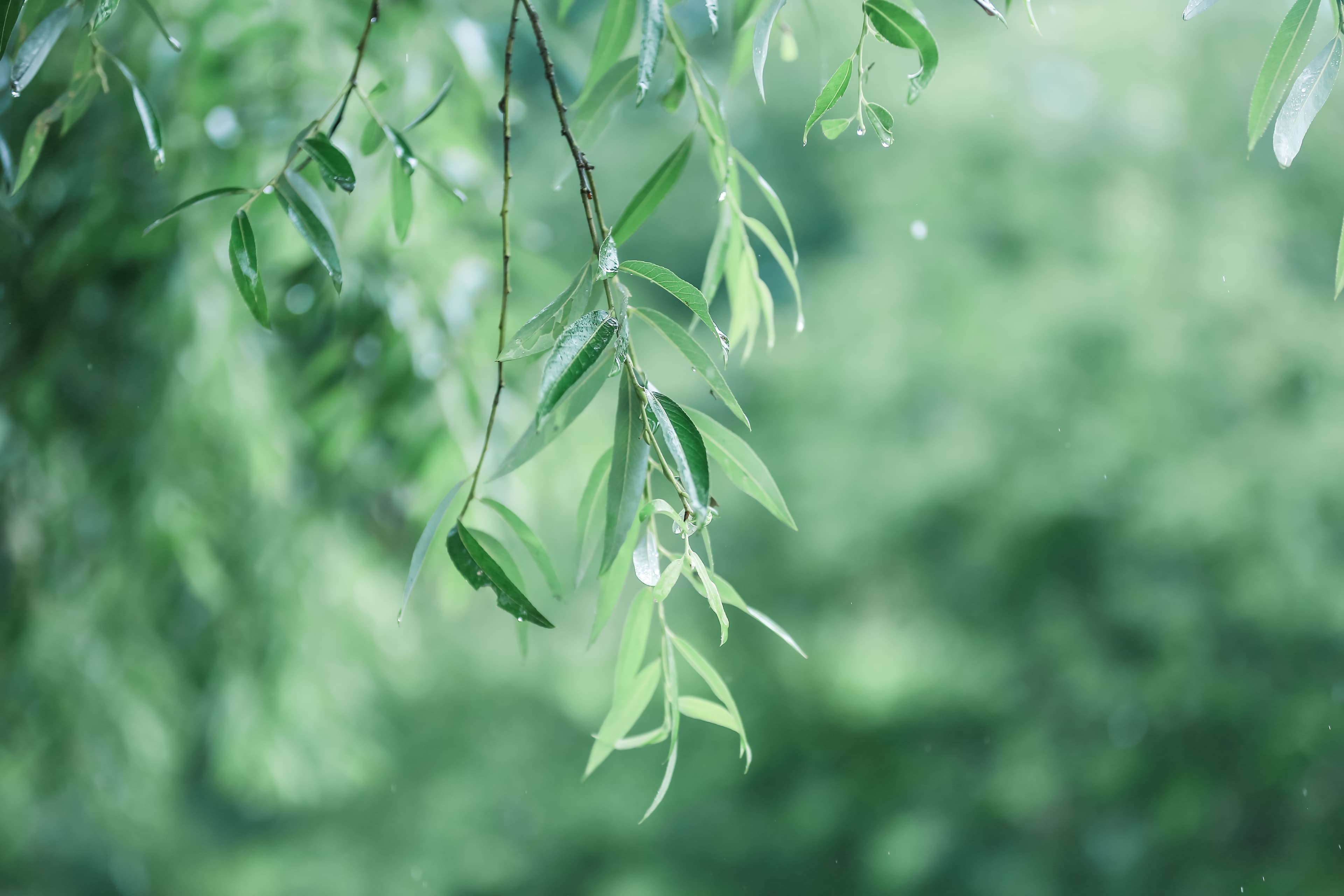 网络中国节·清明 | 梨花风起正清明 游子寻春半出城