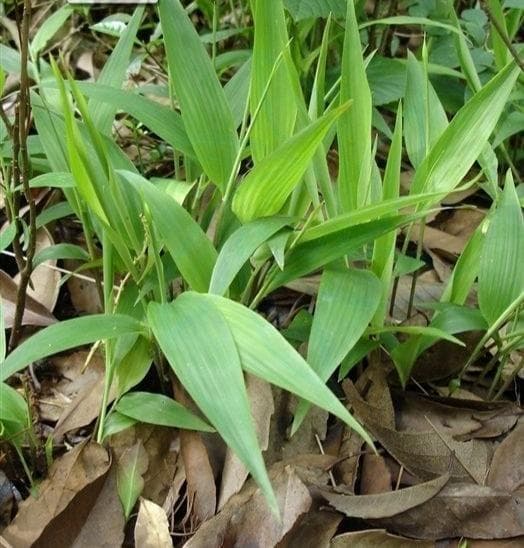 淡竹叶：一种兼具药用和食用价值的草本植物