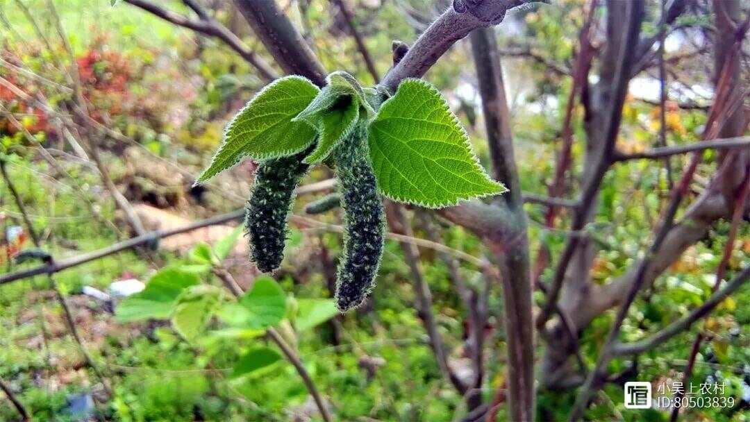 构树花穗的三种美味吃法：炸、凉拌、蒸