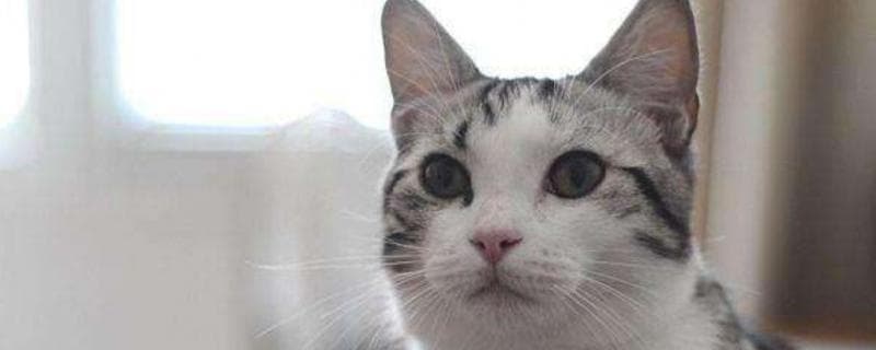 猫咪为什么一直打呼噜