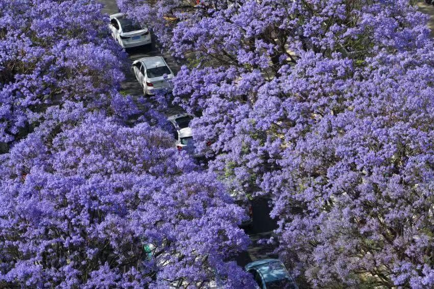 60万人次打卡昆明蓝花楹节，政企联动激活“赏花经济”