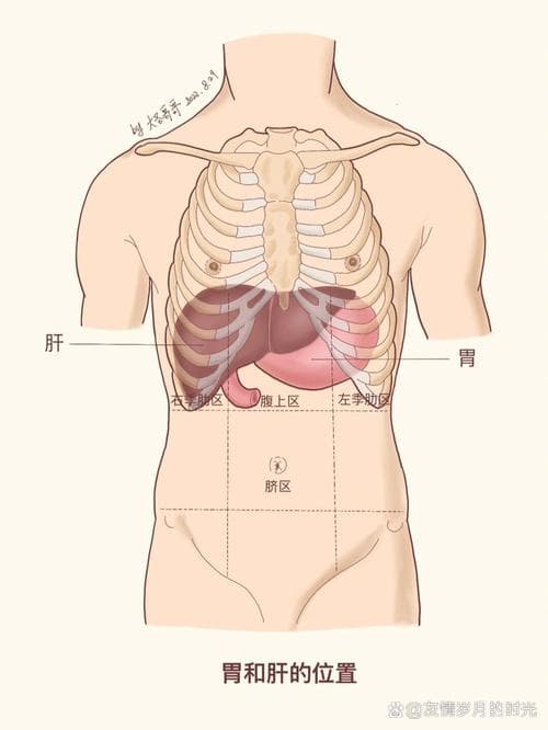 肝在左边还是右边：深入解析人体肝脏的位置与功能