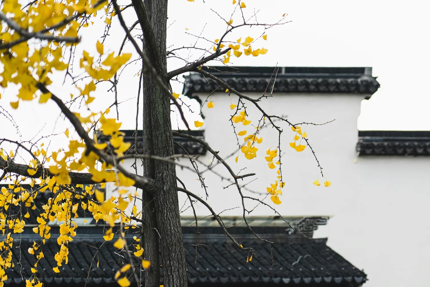 婺源秋摄攻略：4大技巧+4处必拍景点