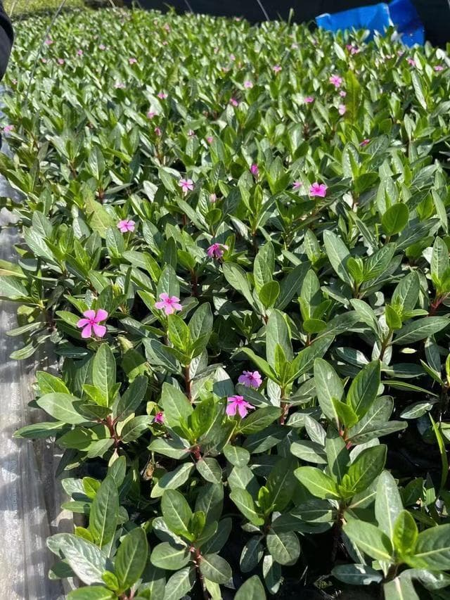 长春花几月份开花