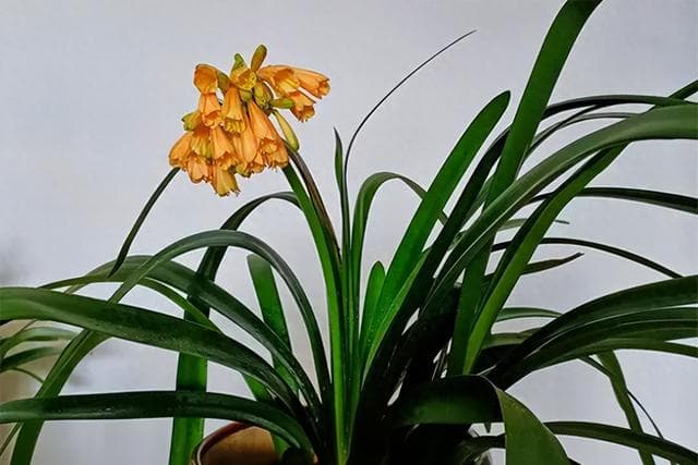 养护君子兰？掌握这七点，让叶子绿花更美，家庭运势也旺起来！