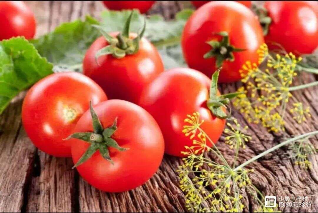 农业生产中不宜间种的四对蔬菜组合
