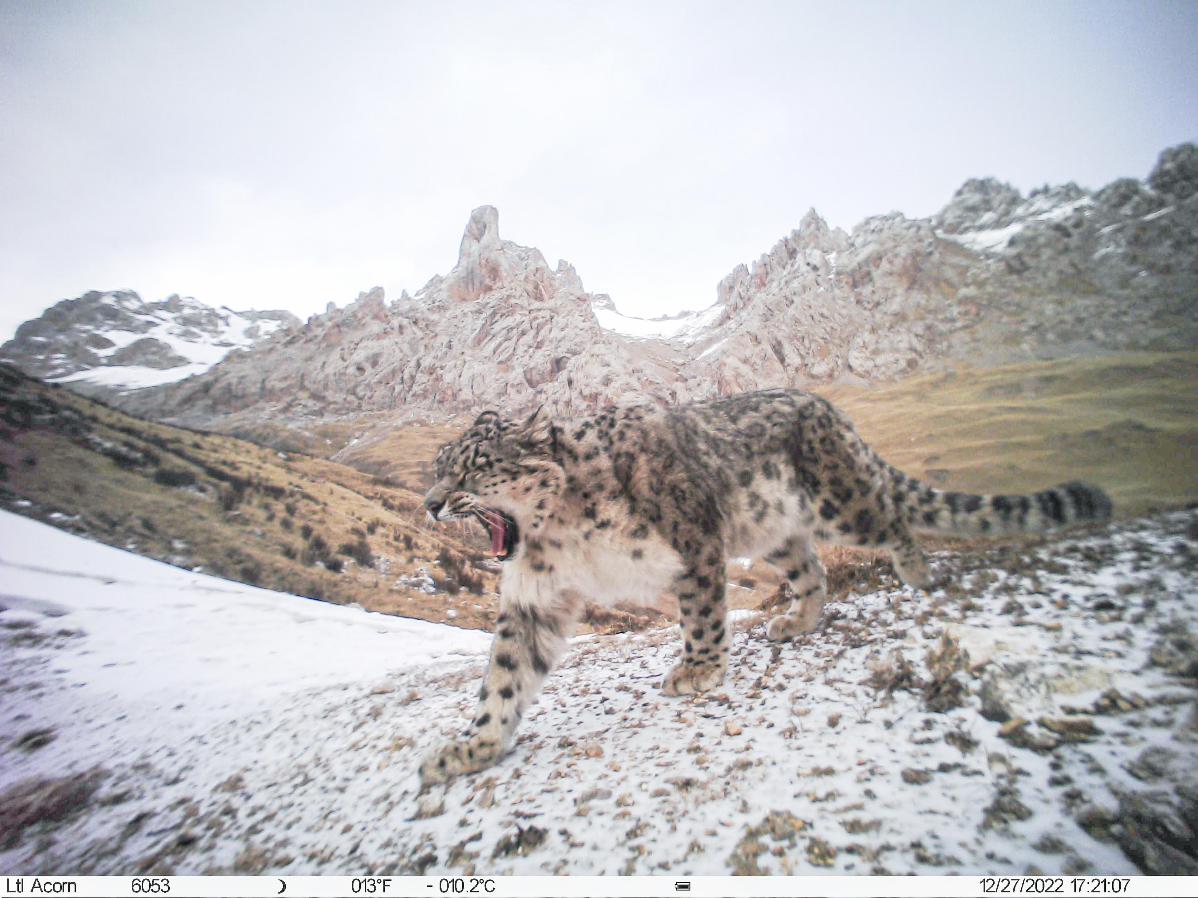 在三江源头“数雪豹”，是种怎样的奇妙体验？