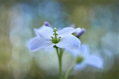 2024年属猪的桃花位在哪里,属猪人2024年运势详解
