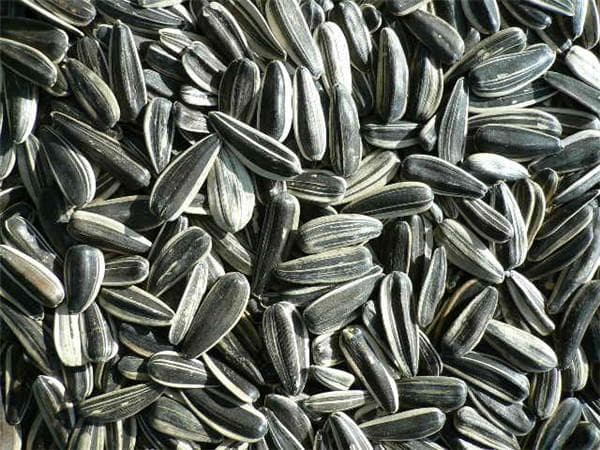 生葵花籽的功效与作用、禁忌和食用方法
