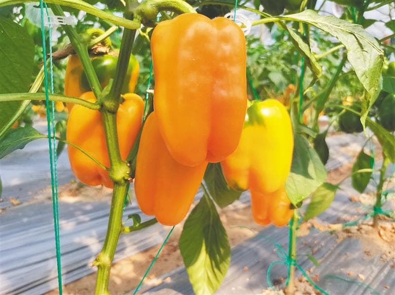 从食用、药用，到美容、防腐 看南繁辣椒“72变”