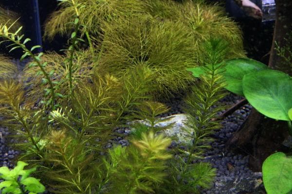 水草发黄的原因及解决方法