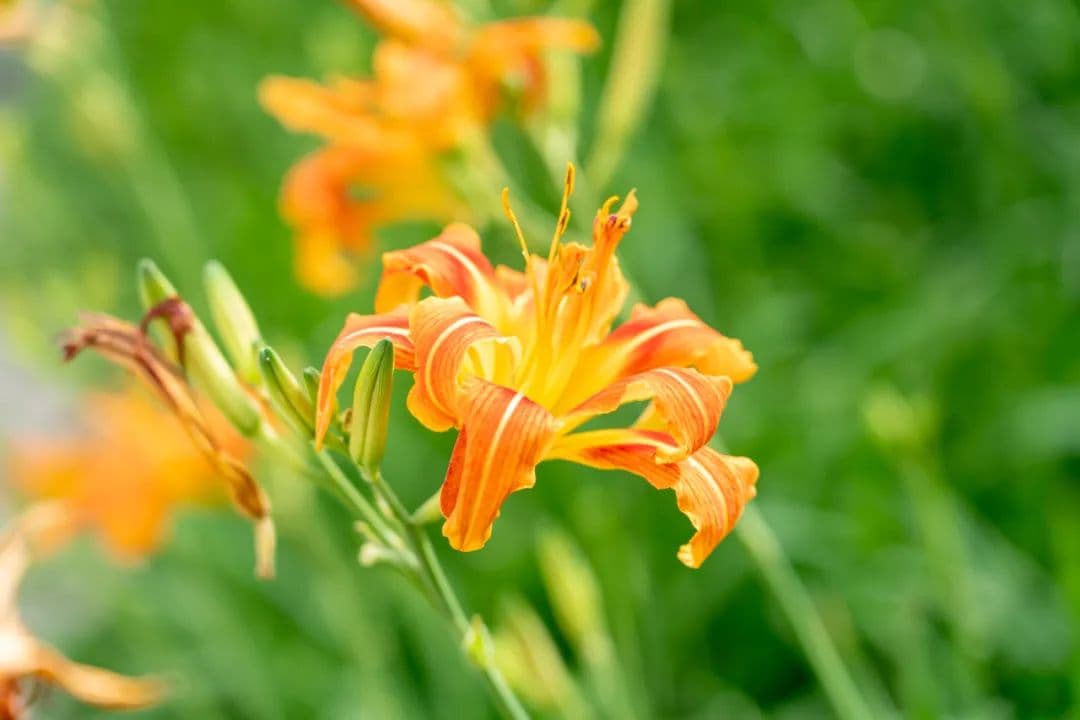 萱草：忘忧草与母亲花的双重身份