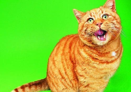 猫咪“喵喵叫”是在述说什么？