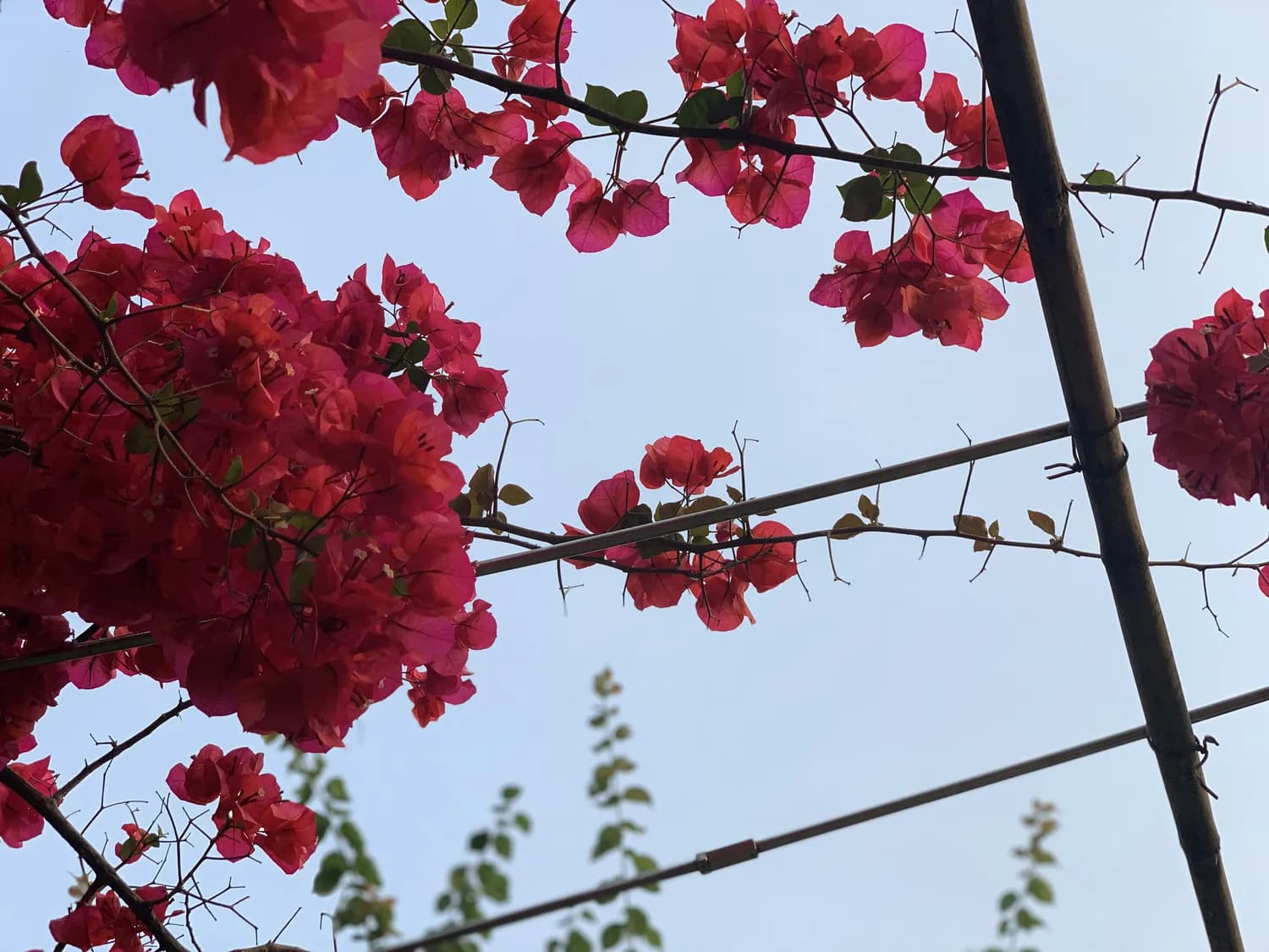垂丝三角梅修剪，打造最美花园