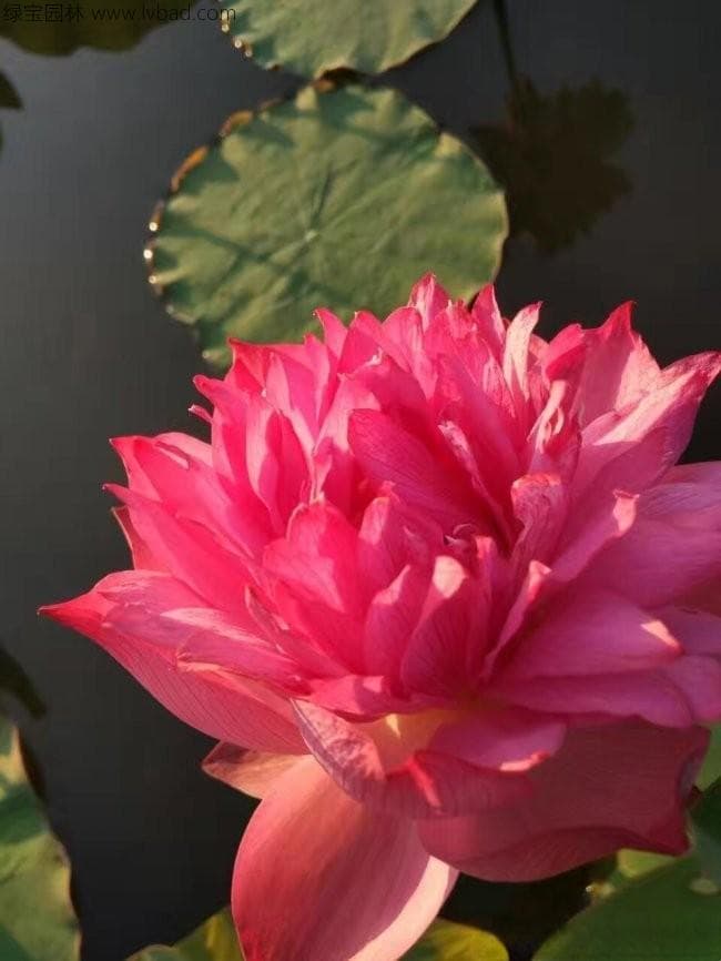 莲花的花语和寓意 有什么药用价值吗