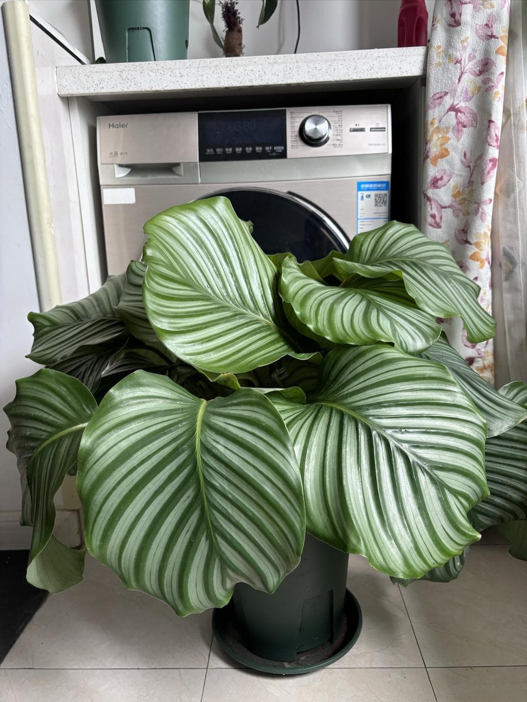 室内绿植推荐，亲测好养活