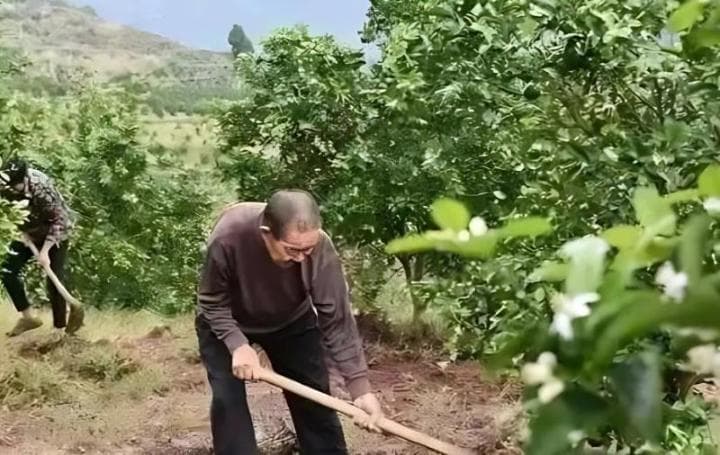 柑橘栽培管理全攻略：从土壤到采摘的关键要点