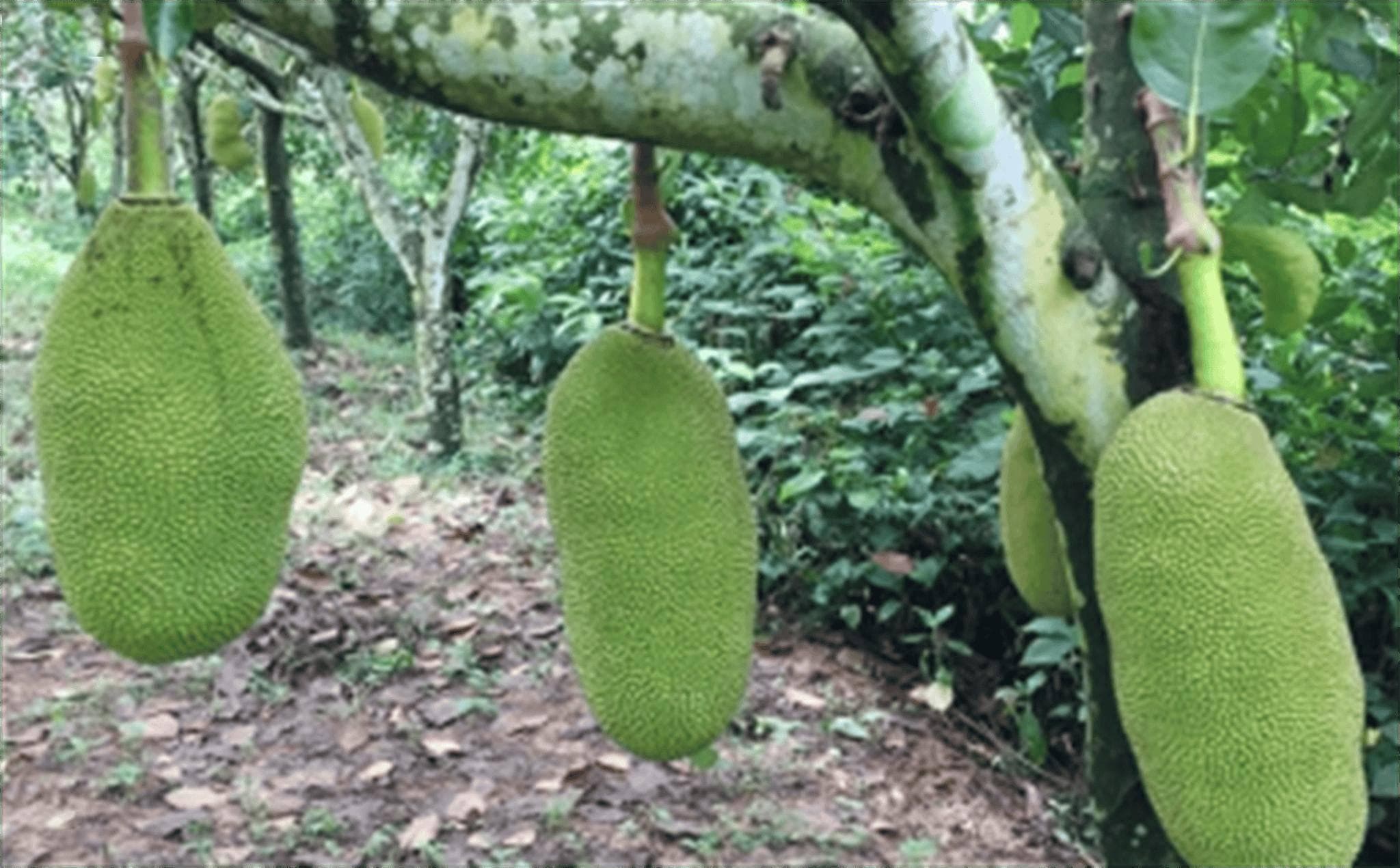菠萝蜜放冰箱冷藏能放多久？剥开后冷藏的保存方法可以放多长时间