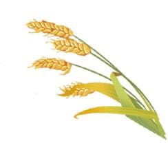 什么是转基因技术？为什么要推广转基因技术？