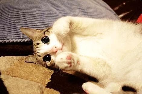 猫咪尿频尿量少？六大原因及应对方法全解析